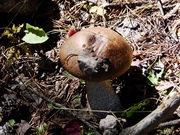 ����-��������